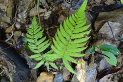 Thelypteris parasitica